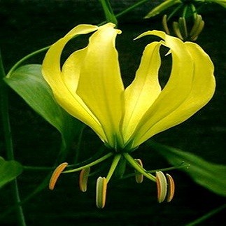 Gloriosa LUTEA или Глориоза Желтая (семена)