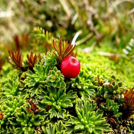 Empetrum RUBRUM или Водяника Красная (семена)