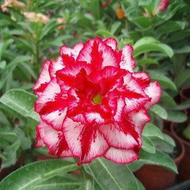 Adenium Obesum Triple Flower Scarlet Beauty NEW-07 (семена)