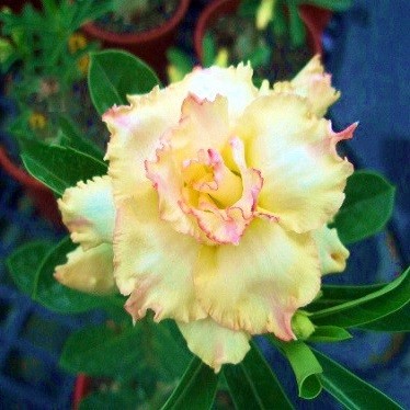 Adenium Obesum Triple Flower Mysterious Flush KO-28 (семена)