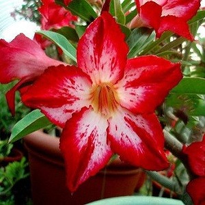 Adenium Obesum Desert Rose CYNTHIA (семена)