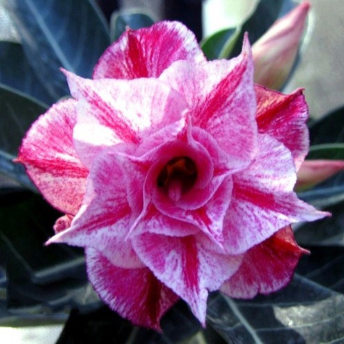 Adenium Obesum Triple Flower PRINCESS KO-17 (семена)