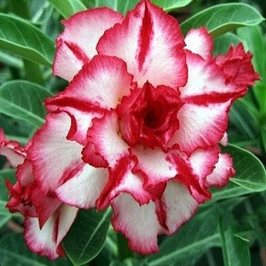Adenium Obesum Triple Flower RED BRILLIANT KO-35 (семена)