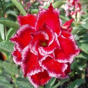 Adenium Obesum Triple Flower MIRACLE (семена)