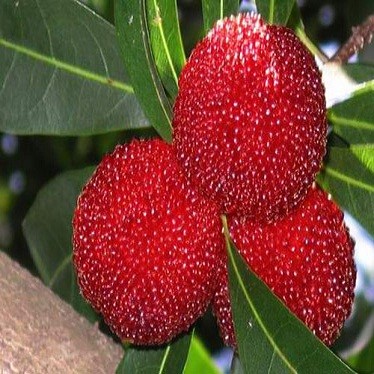 Myrica RUBRA или Китайская Земляника (семена).