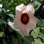 Hibiscus SABDARIFFA или Гибискус Каркаде