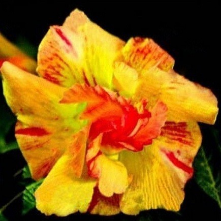 Adenium Obesum Triple Flower YELLOW DREAM (семена)