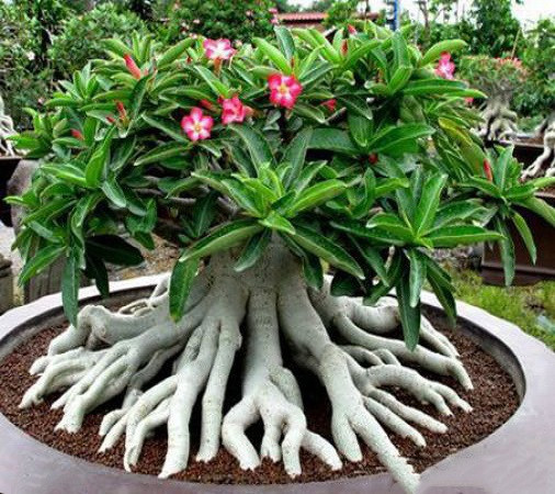 Adenium Thai Socotranum DIAMOND CROWN (семена)