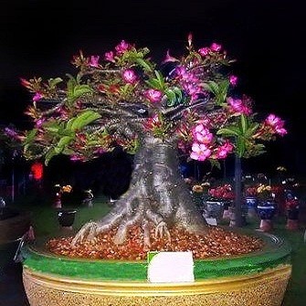 Adenium Thai Socotranum KHAO HIN SON (семена)