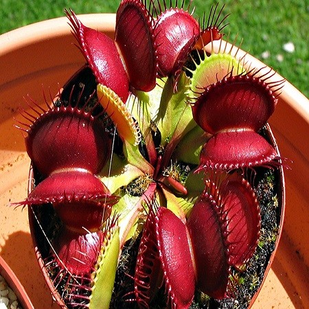 Dionaea MISCIPULA или Венерина Мухоловка (семена)