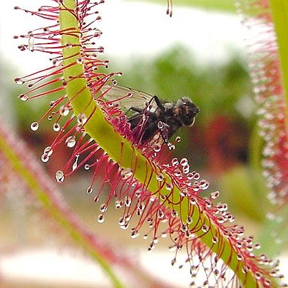 Drosera Сapensis Alba или Росянка Капская Белая (семена)