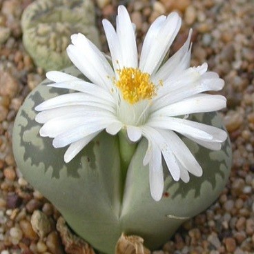 Lithops BELLA или Литопс Красивый (семена)