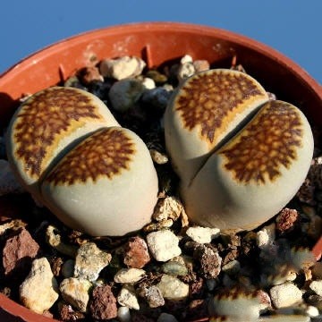 Lithops JULII или Литопс Юлиуса (семена)