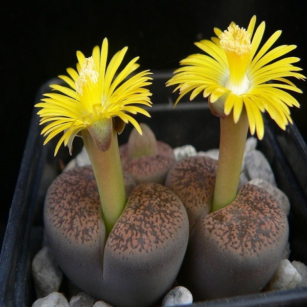 Lithops LESLIEI или Литопс Лесли (семена)