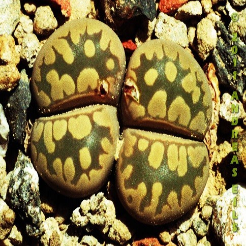 Lithops OTZENIANA или Литопс Отзена (семена)