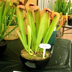 Sarracenia FLAVA или Саррацения Желтая (семена)