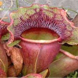 Sarracenia PURPUREA или Саррацения Пурпурная (семена)
