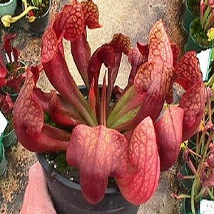Sarracenia RUBRA или Саррацения Красная
