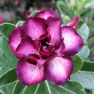 Adenium Obesum Triple Flower Purple Vision KO-13 (семена)