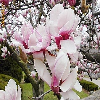 Magnolia BIONDII или Магнолия Бионди (семена)