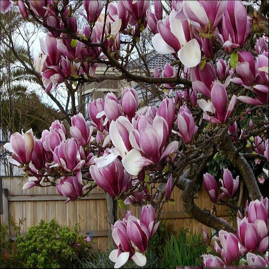Magnolia LILIIFLORA или Магнолия Лилиецветная (семена)