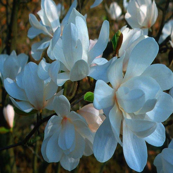 Magnolia LOEBNERI или Магнолия Лебнера (семена)