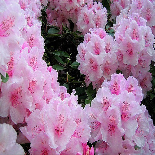 Rhododendron SCHLIPPENBACHII или Рододендрон Шлиппенбаха (семена)