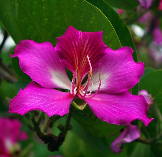 Bauhinia PURPUREA или Баухиния Пурпурная (семена)