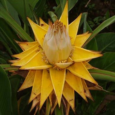 Musella LASIOCARPA или Декоративный Банан (семена)