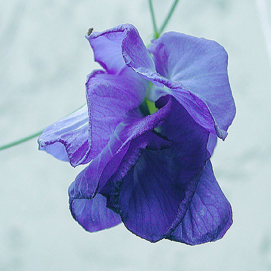 Clitoria TERNATEA или Клитория Тройчатая (семена)