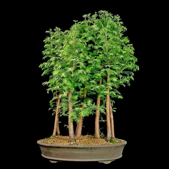 Metasequoia GLYPTOSTROBOIDES или Метасеквойя Китайская (семена)