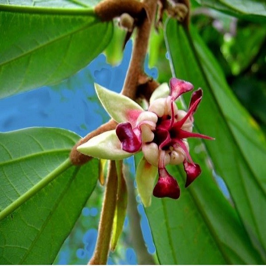 Theobroma CACAO или Какао (семена)