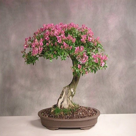 Lagerstroemia SPECIOSA или Банаба (семена)