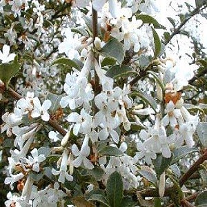 Osmanthus FRAGRANS или Османтус Душистый (семена)