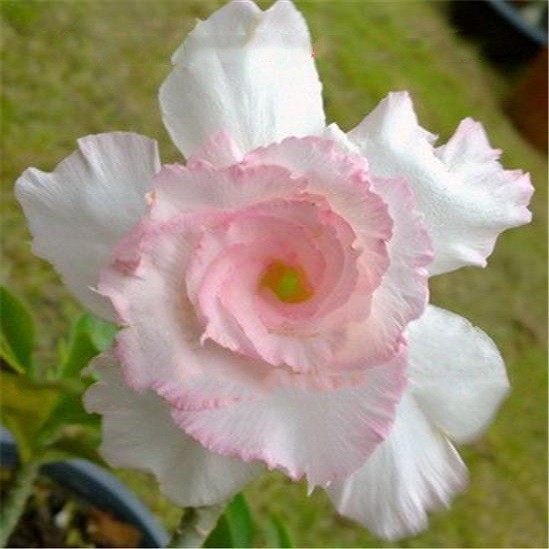 Adenium Obesum Triple Flower SWEET VALENTINE (семена)