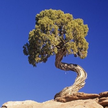 Juniperus OSTEOSPERMA или Можжевельник Жесткосемянный (семена)