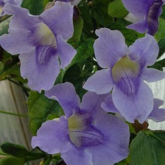 Thunbergia GRANDIFLORA или Тунбергия Крупноцветковая (семена)