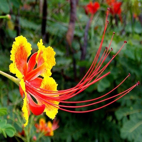 Caesalpinia PULCHERRIMA или Цезальпиния Прекрасная 