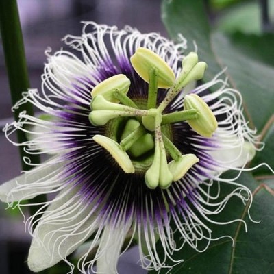 Passiflora EDULIS или Маракуйя (семена)