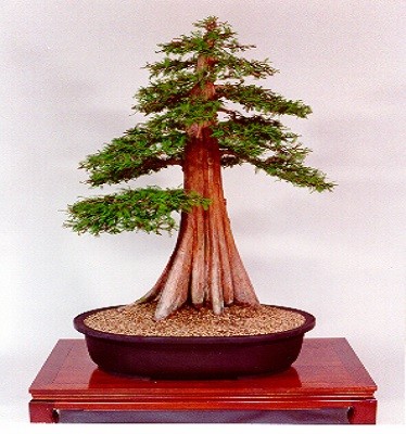 Taxodium MUCRONATUM или Таксодиум Мексиканский (семена)