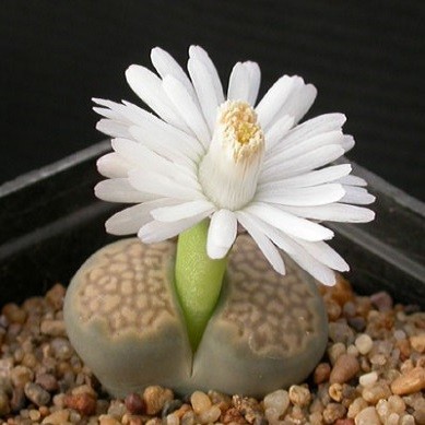 Lithops HALLII или Литопс Халла (семена)