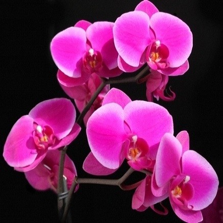 Phalaenopsis PINK или Фаленопсис Розовый (семена)