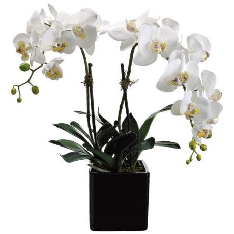 Phalaenopsis WHITE или Фаленопсис Белый (семена)