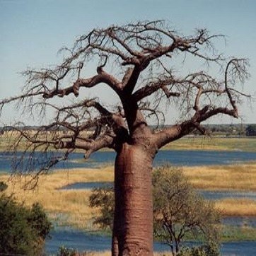 Moringa STENOPETALA или Моринга Узколепестная (семена)