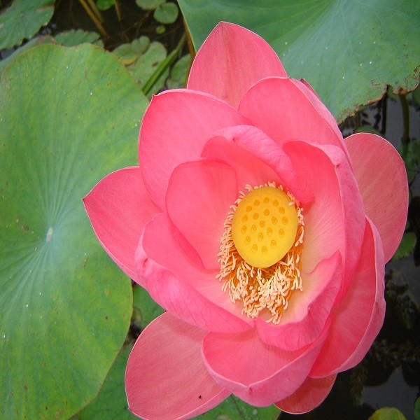 Nelumbo NUCIFERA RED или Лотос Орехоносный Красный 