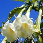 Brugmansia CANDIDA 