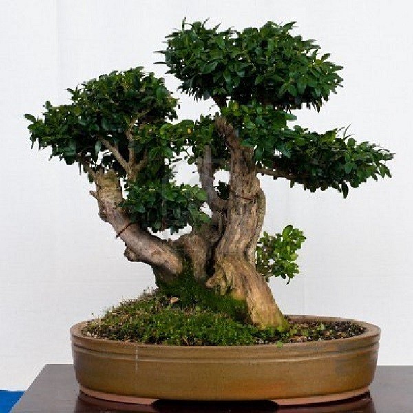 Buxus MICROPHYLLA или Самшит Мелколистный (семена)