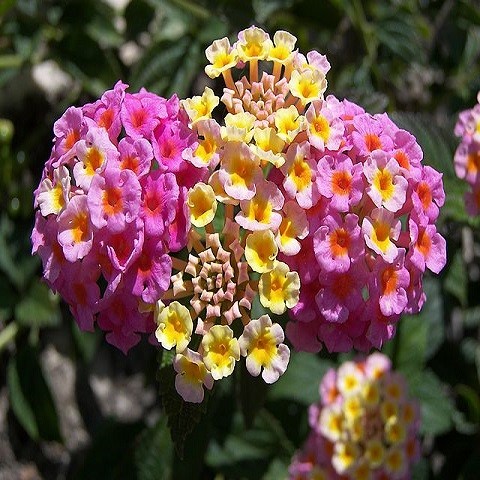 Lantana CAMARA или Лантана Камара 