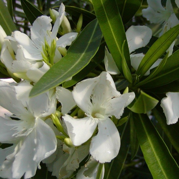 Nerium OLEANDER WHITE или Олеандр Белый (семена)