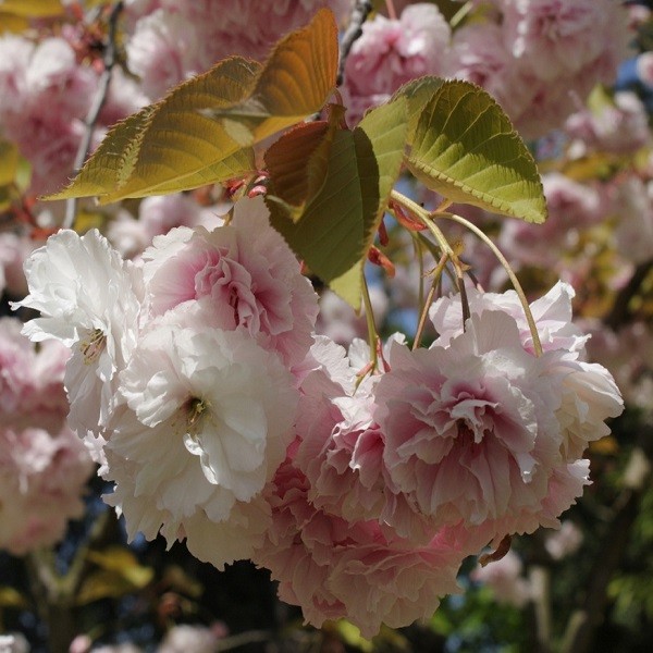 Prunus SUBHIRTELLA или Слива Косматая (семена)